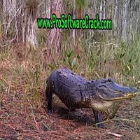 Alligator 1.32 Free Download